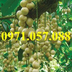 GIỐNG CÂY DÂU DA THÁI