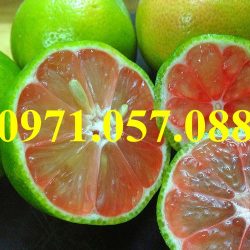 GIỐNG CÂY CHANH ĐÀO