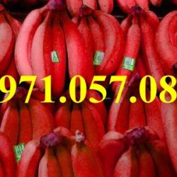 GIỐNG CÂY CHUỐI ĐỎ