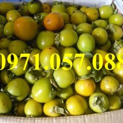 GIỐNG CÂY HỒNG GIÒN