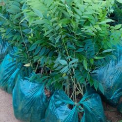 Giống cây sưa đỏ