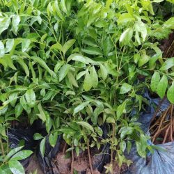 NƠI CUNG CẤP GIỐNG CÂY LÊ NÂU