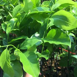 NƠI CUNG CẤP GIỐNG CÂY GIỔI XANH