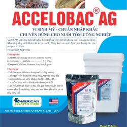 Vi sinh Mỹ Accelobac AGS xử lý nước và đáy ao hiệu quả