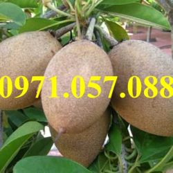 GIỐNG CÂY HỒNG XIÊM XOÀI
