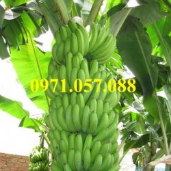 GIỐNG CÂY CHUỐI TIÊU HỒNG