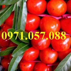 GIỐNG CÂY HỒNG NHÂN HẬU