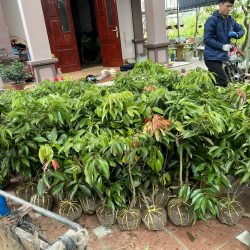 NƠI CUNG CẤP GIỐNG CÂY VẢI THIỀU CHIẾT