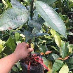 NƠI CUNG CẤP GIỐNG CÂY MĂNG CỤT