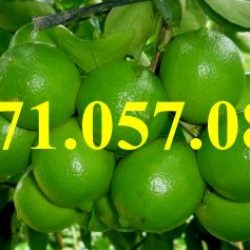 GIỐNG CÂY CHANH KHÔNG HẠT