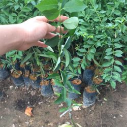 NƠI CUNG CẤP GIỐNG CÂY MẬN HẬU
