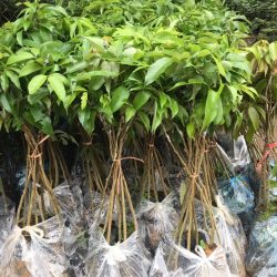 GIỐNG CÂY VẢI CHÍN SỚM