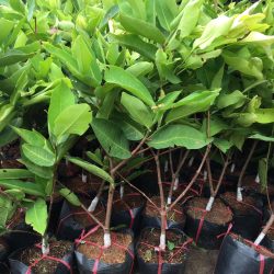 NƠI CUNG CẤP GIỐNG CÂY ROI ĐỎ