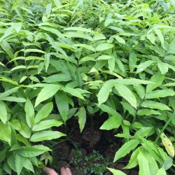 NƠI CUNG CẤP GIỐNG CÂY SẤU