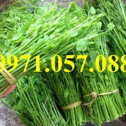 GIỐNG CÂY BÒ KHAI