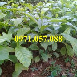 GIỐNG CÂY GIỔI XANH