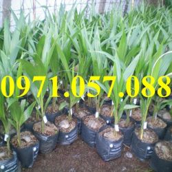 GIỐNG CÂY DỪA XIÊM ĐỎ
