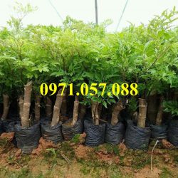 GIỐNG CÂY ĐINH LĂNG