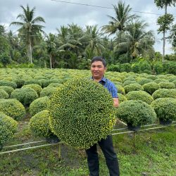 Cúc mâm xôi sẵn vườn size 70- 80 cm