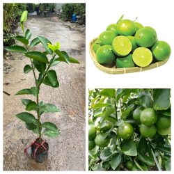 CHẬU LY CAO THƠM SORBONE