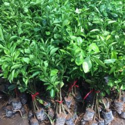 NƠI CUNG CẤP GIỐNG CÂY CAM XOÀN