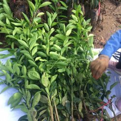 NƠI CUNG CẤP GIỐNG CÂY CHANH ĐÀO