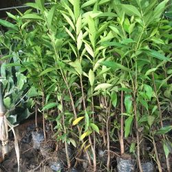 NƠI CUNG CẤP GIỐNG CÂY VỐI NẾP