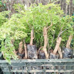 NƠI CUNG CẤP GIỐNG CÂY ĐINH LĂNG
