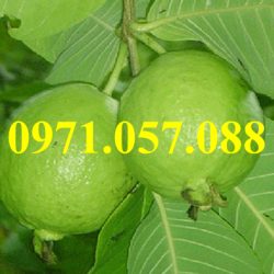GIỐNG CÂY ỔI BỐN MÙA