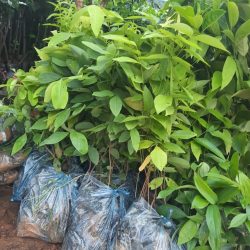 Giống cây muồng hoàng yến