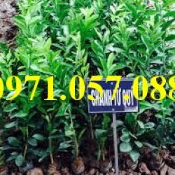 GIỐNG CÂY CHANH TỨ QUÝ