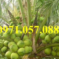 GIỐNG CÂY DỪA XIÊM LÙN XANH