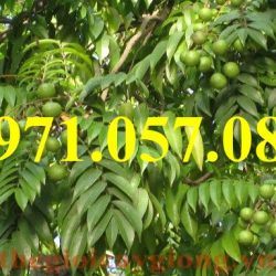 GIỐNG CÂY SẤU
