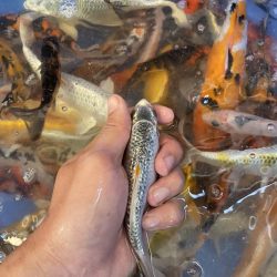 Koi F1, Koi mini, Koi chép phụng g.ía rẻ cho ae Quảng Ngãi Quên Mình 0934 717 81