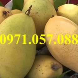 Cây giống xoài đài loan