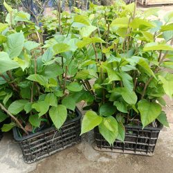 NƠI CUNG CẤP GIỐNG CÂY DÂU QUẢ DÀI