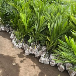 NƠI CUNG CẤP GIỐNG CÂY CAU TỨ QUÝ