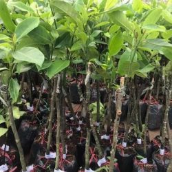 NƠI CUNG CẤP GIỐNG CÂY XOÀI ÚC