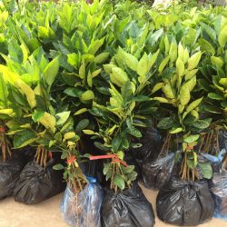 GIỐNG BƯỞI ĐỎ LUẬN VĂN
