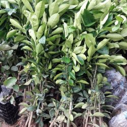 GIỐNG BƯỞI ĐỎ TÂN LẠC
