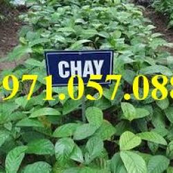GIỐNG CÂY CHAY