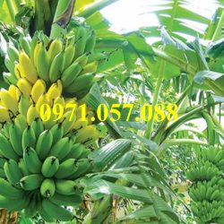 GIỐNG CÂY CHUỐI TÂY THÁI