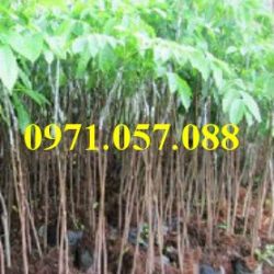 GIỐNG CÂY TRÁM ĐEN