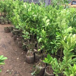 NƠI CUNG CẤP GIỐNG CÂY CHANH VÀNG