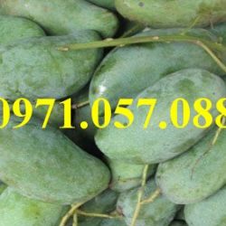 Cây giống xoài thái