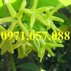 GIỐNG CÂY HOA THIÊN LÝ