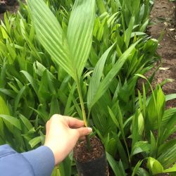NƠI CUNG CẤP GIỐNG CÂY CAU TỨ QUÝ
