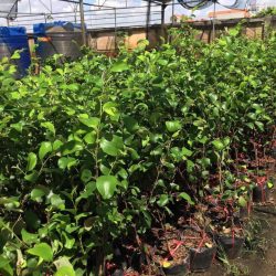 NƠI CUNG CẤP GIỐNG CÂY TÁO THÁI