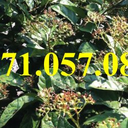 GIỐNG CÂY XẠ ĐEN