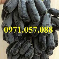 GIỐNG CÂY NHO NGÓN TAY